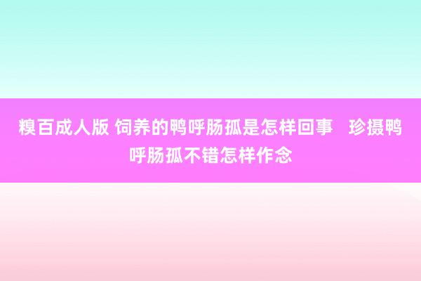 糗百成人版 饲养的鸭呼肠孤是怎样回事   珍摄鸭呼肠孤不错怎样作念